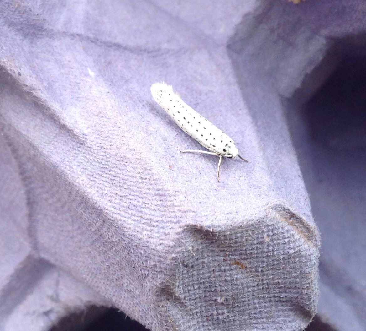 GGPWildlife's tweet photo. Two more from this mornings moth trap at @KneppSafaris. Ermine and barred hook-tip I think?#mothursday @MothIDUK https://t.co/xEQO5qqR4S