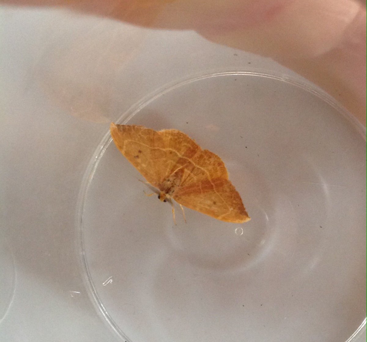 GGPWildlife's tweet photo. Two more from this mornings moth trap at @KneppSafaris. Ermine and barred hook-tip I think?#mothursday @MothIDUK https://t.co/xEQO5qqR4S