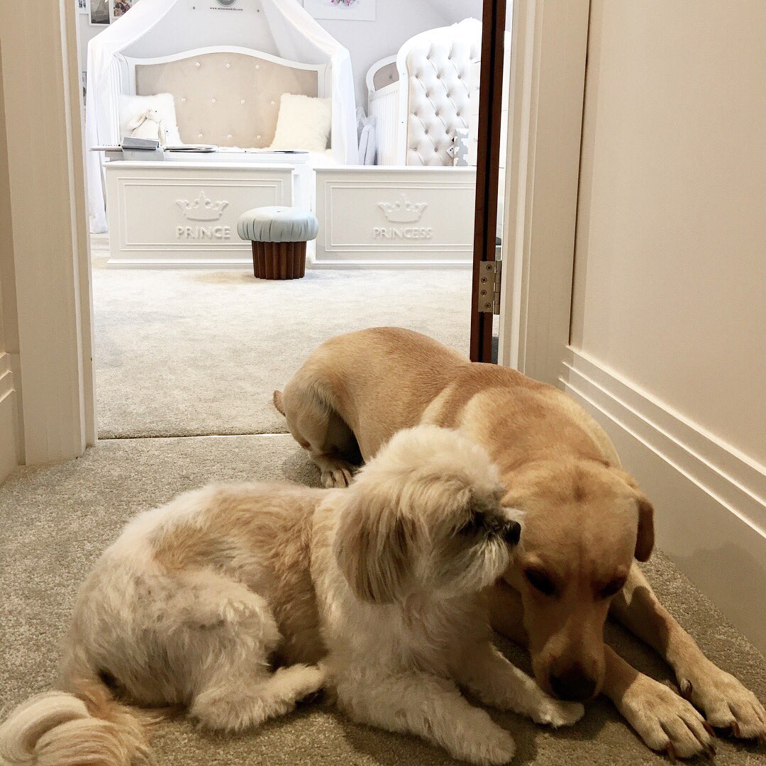 MiSuenosLtd's tweet photo. Helping Paws in the Studio Today ❤️ #interiordesign #projects #kidsroom #dowhatyoulove @MiSuenosLtd https://t.co/rjhekaIpp8