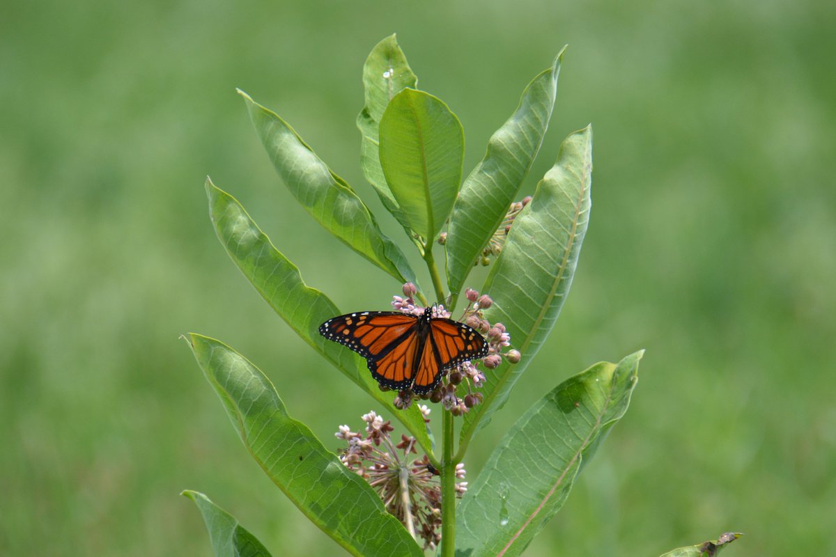 Monarch_SOS's tweet photo. This handsome boy showed up just as I was wrapping up field work for the morning. #monarch #conservation #nature https://t.co/FudXBTpOlU