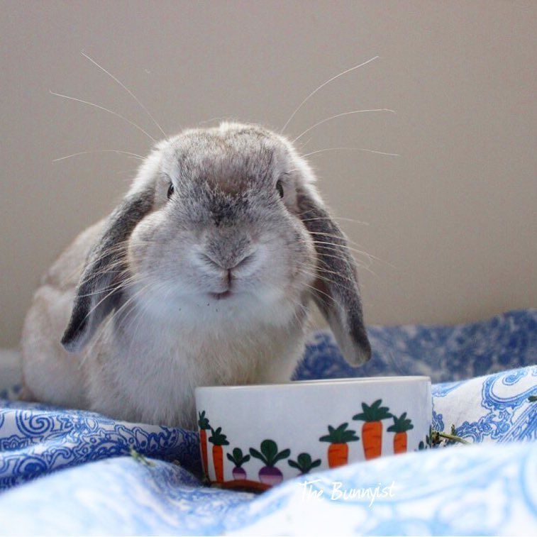The Bunnyist tweet media