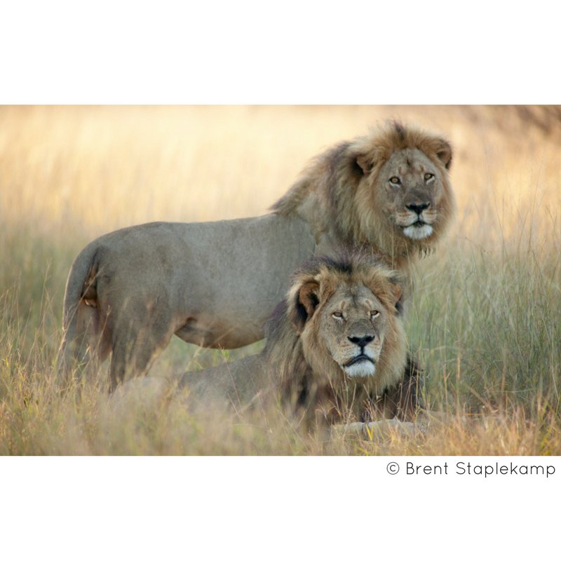 BornFreeFDN's tweet photo. "It is the proud &amp; beautiful wild creature that will be remembered with admiration &amp; wonder, not the inhumane human being" Virginia McKenna🦁 https://t.co/6S7Bn8R0Vi