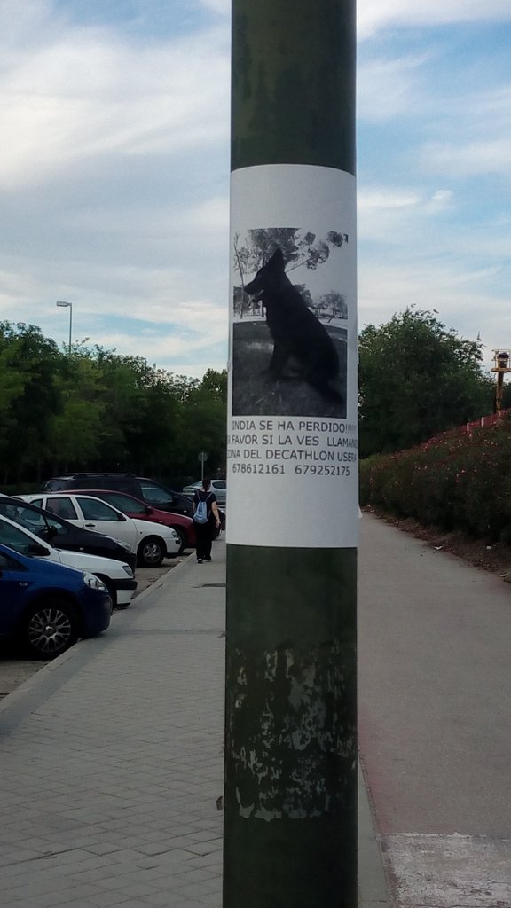 lordvidu1981's tweet photo. @rakeloke1975 Ya lo han conseguido encontrar sus dueños? Yo es que he visto un cartel hace unos días en vía lusitana https://t.co/fqCRawNM55