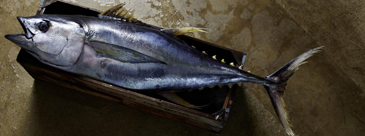 goo.gl/kKXGq6 Behandelter Thunfisch? Nicht bei uns - wir handeln ausschließlich unbehandelten und top-frischen Thunfisch!