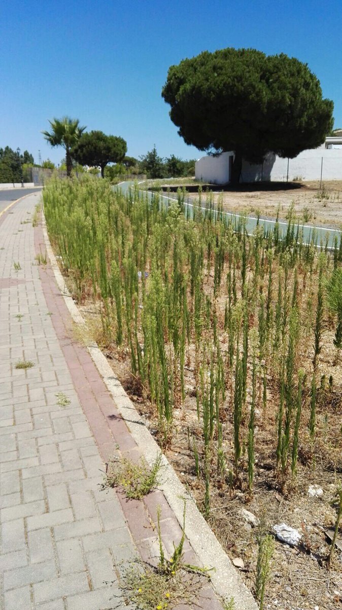 PPaljaraque's tweet photo. ❌#Aljaraque abandonado con PSOE, IU y SÍ SE PUEDE -PODEMOS- 👇🏻
#LaDehesaGolf https://t.co/0F3VHB6boK