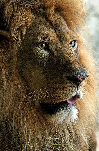 Protect_Wldlife's tweet photo. R.I.P. XANDA

RT IF YOU WANT TROPHY HUNTING BANNED NOW!!!

#BanTrophyHunting https://t.co/S7jHWslVqQ