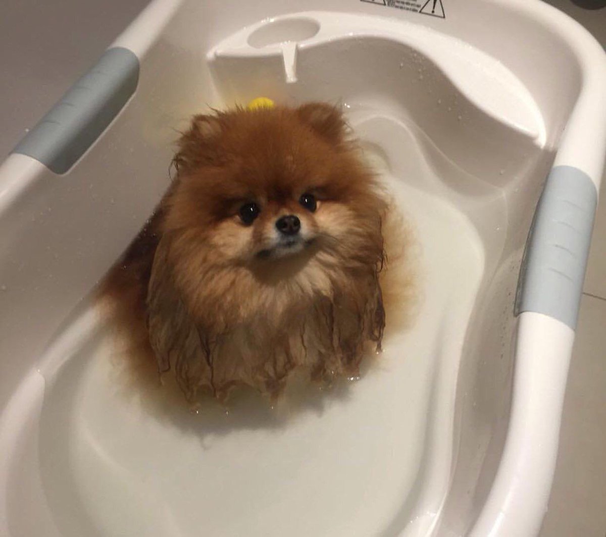 GirlsNoteBook's tweet photo. LOOK AT THIS LITTLE BALL OF FLUFF OMG 😍😍 https://t.co/oXpIdNeEk8