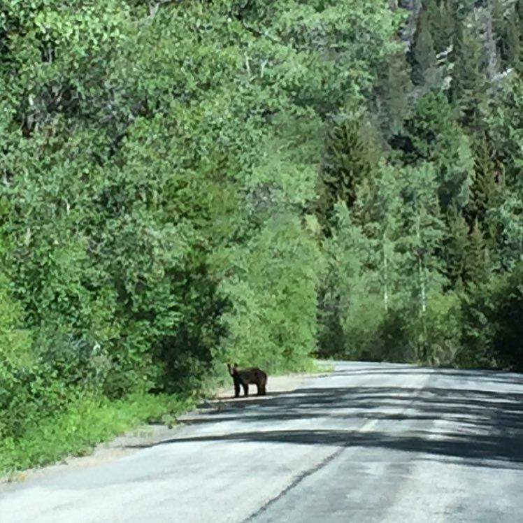 CampgroundRecon's tweet photo. #bear on the way to #stelmo this morning. About half mile past Cascade Campground. #wildlife #colorado #exploreCol… https://t.co/Dcx5GNIqFZ https://t.co/WC0fYmHh5v