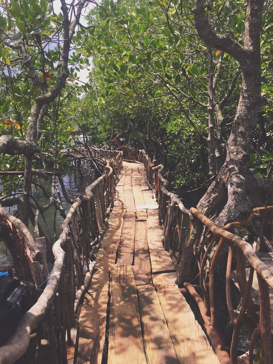 QuestionShrimp's tweet image. Walk through mangroves... with us on Monday! Buy tickets here! 
flipcause.com/secure/cause_p… 
PC: Mikaella Deyro