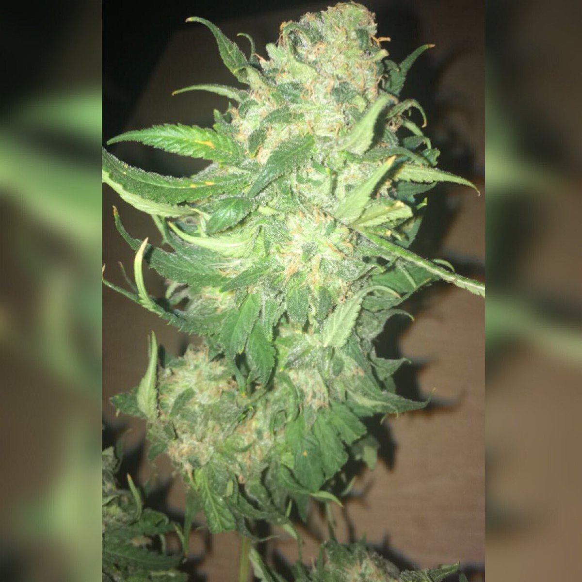 LolaJayXX's tweet photo. My kinda flower πΊ
#BudPic #GanjaGirls #UKstoner #LolaJayXπ https://t.co/1TEilV8Rpq