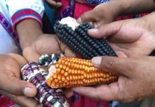 ValorCampesino's tweet photo. Con ¼ de la tierra cultivable en el mundo, los campesinos producen 70% de alimentos del mundo, no la agroindustria https://t.co/UnnRs5Cb4Z https://t.co/CNrMlQs5zE