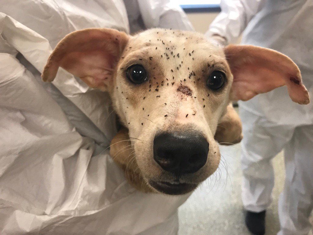 WaysideWaifs's tweet photo. The fleas are literally everywhere on their bodies. 13 dogs now receiving medical care, food and water at Wayside. https://t.co/qutzKnwRVd