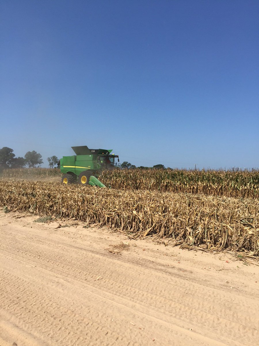 conceptagdaniel's tweet photo. @ConceptAg8306 we have officially started corn harvest is south Arkansas #harvest2017 https://t.co/gs9oOi7ooQ