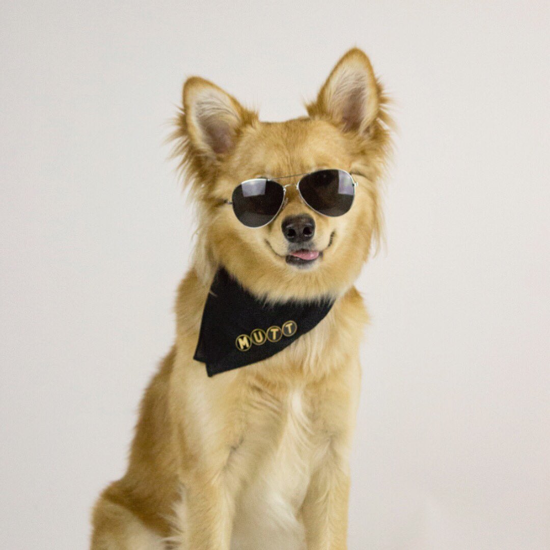 milodamutt's tweet photo. In case you haven't noticed... #ImAMutt 🤷‍♂️ (pins from @ziggitstyle #PinPets) https://t.co/oETWGZ2UcN
