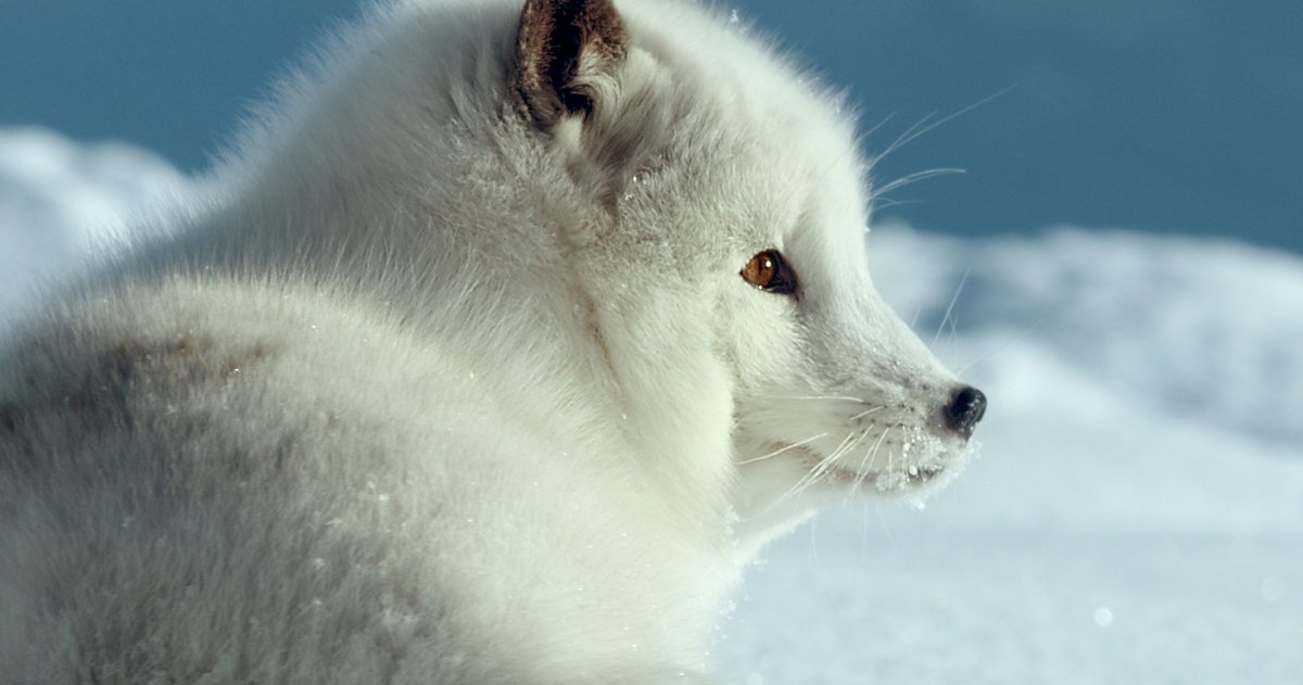 PatrickAryee's tweet photo. Join us after the break for more ferocious fur-ball action!
#AmazingDogs #ArcticFox #LifeInTheFreezer ๐จ #BeRightBack https://t.co/M9WH1aqT0m