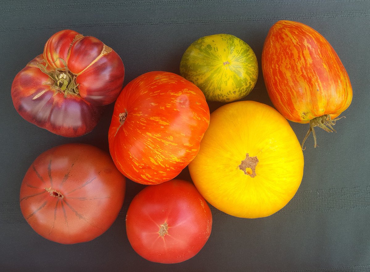 countrysideohio's tweet photo. Heirloom beauties. At Will Christy Park until 7!! https://t.co/UpoKcS9KrX