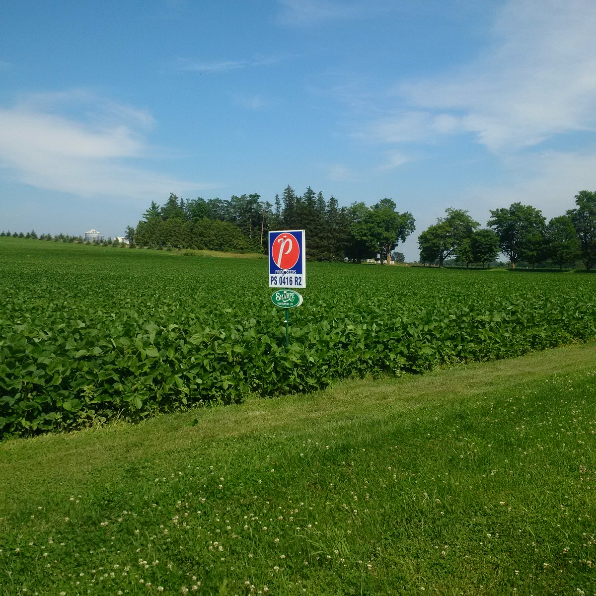 jschotsm's tweet photo. Looking Sharpe @PRIDESEEDS @aaron_stevanus #PS0416 #A5433 https://t.co/azn6u0o1qa