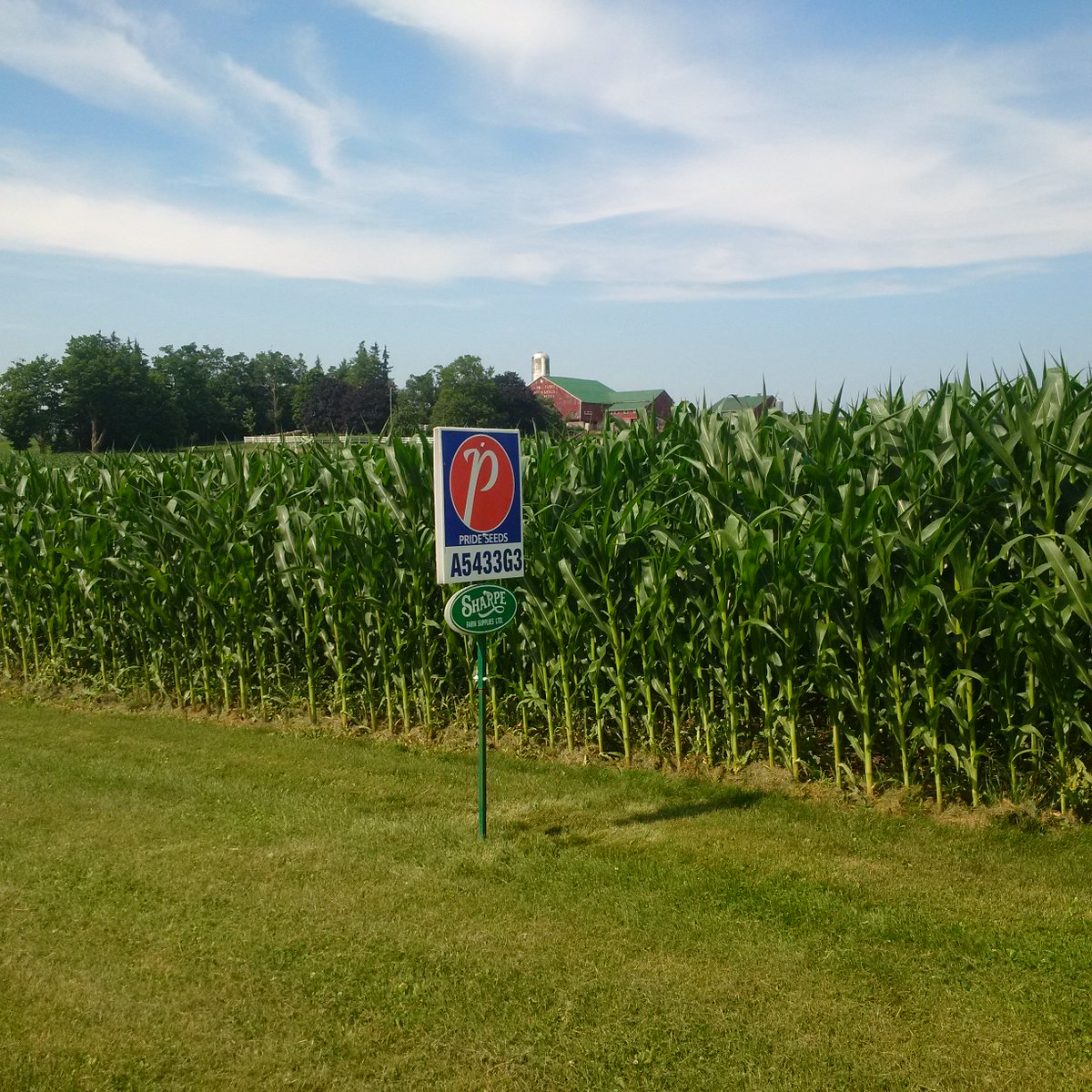 jschotsm's tweet photo. Looking Sharpe @PRIDESEEDS @aaron_stevanus #PS0416 #A5433 https://t.co/azn6u0o1qa