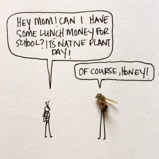 kibiorg's tweet photo. When you're out doing a #KIBees #PollinatorCount this week, remember that if you #plantnative you give pollinators (🐝) a healthier diet! https://t.co/W1QmAEAFnx