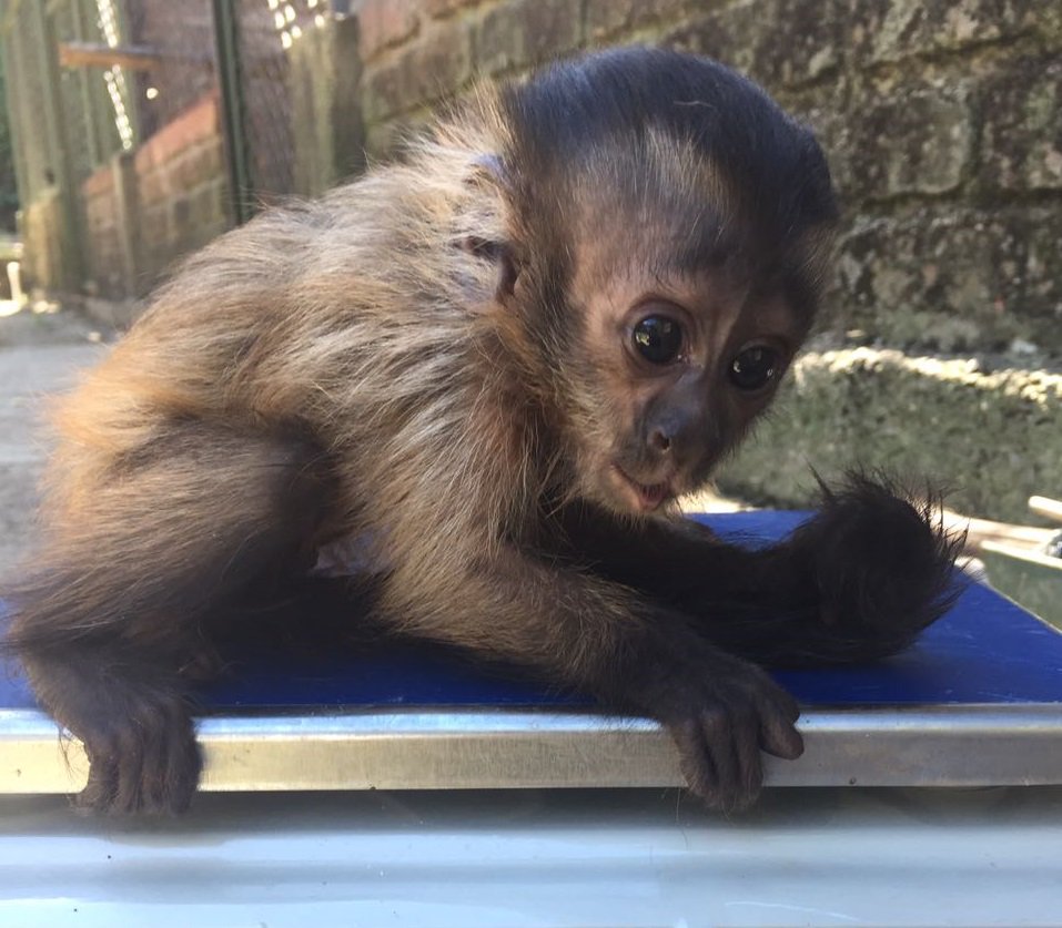 CAMHUILA's tweet photo. #CrónicaAmbiental Nació en cautiverio Mono Maicero 🐒en el #Huila➡️ https://t.co/cBdSdRckJV https://t.co/VQa4DonyT6