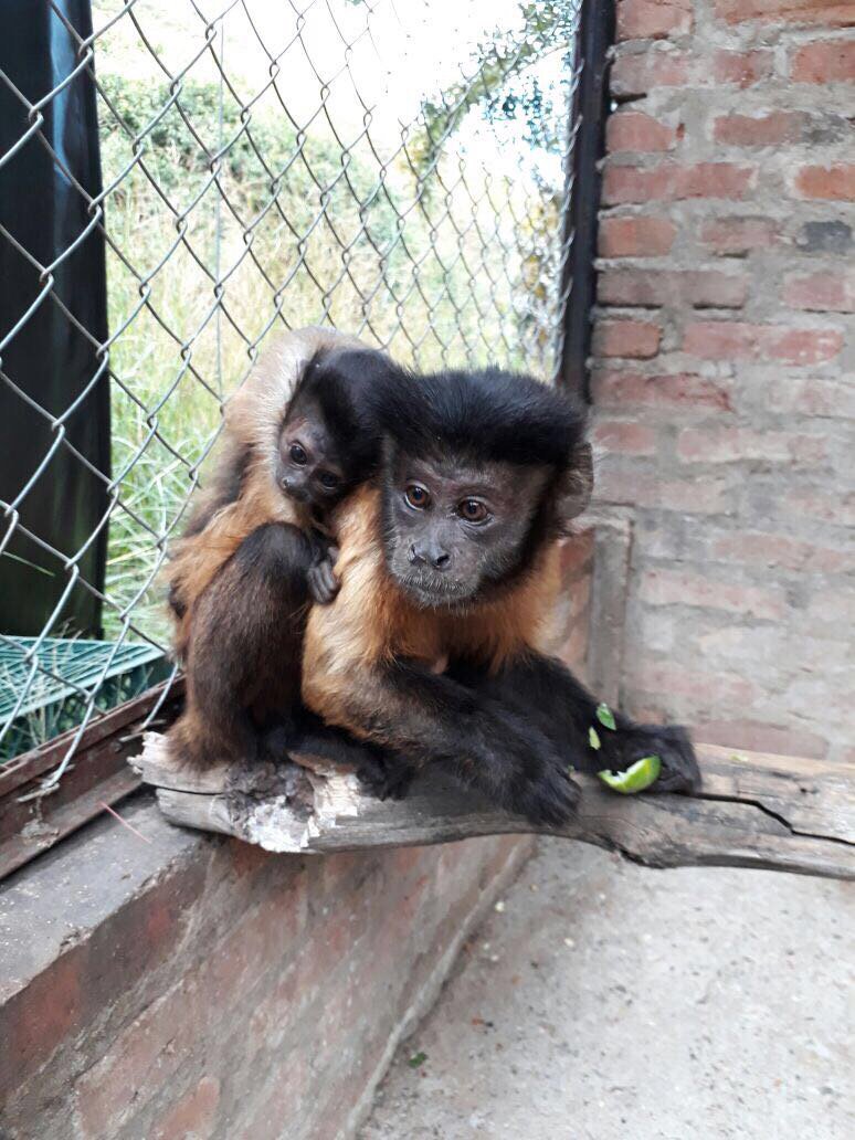 CAMHUILA's tweet photo. #CrónicaAmbiental Nació en cautiverio Mono Maicero 🐒en el #Huila➡️ https://t.co/cBdSdRckJV https://t.co/VQa4DonyT6