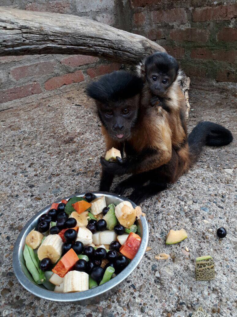 CAMHUILA's tweet photo. #CrónicaAmbiental Nació en cautiverio Mono Maicero 🐒en el #Huila➡️ https://t.co/cBdSdRckJV https://t.co/VQa4DonyT6