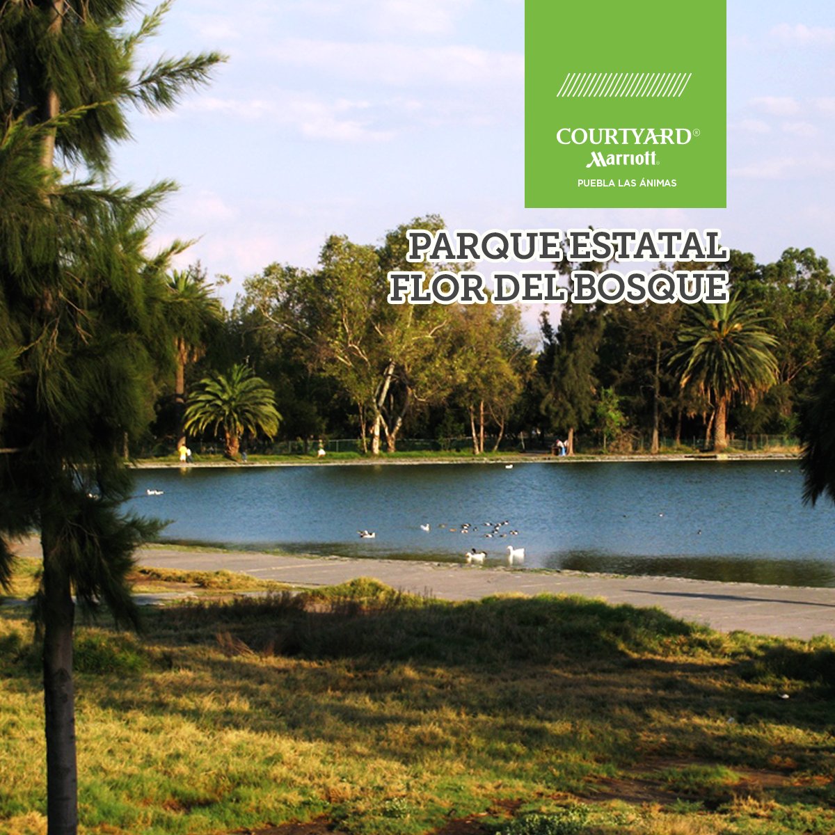 CourtyardPuebla's tweet photo. Maravillas de puebla #TurismoNacional  #Puebla #Flordelbosque https://t.co/Ga7QIEKT1c