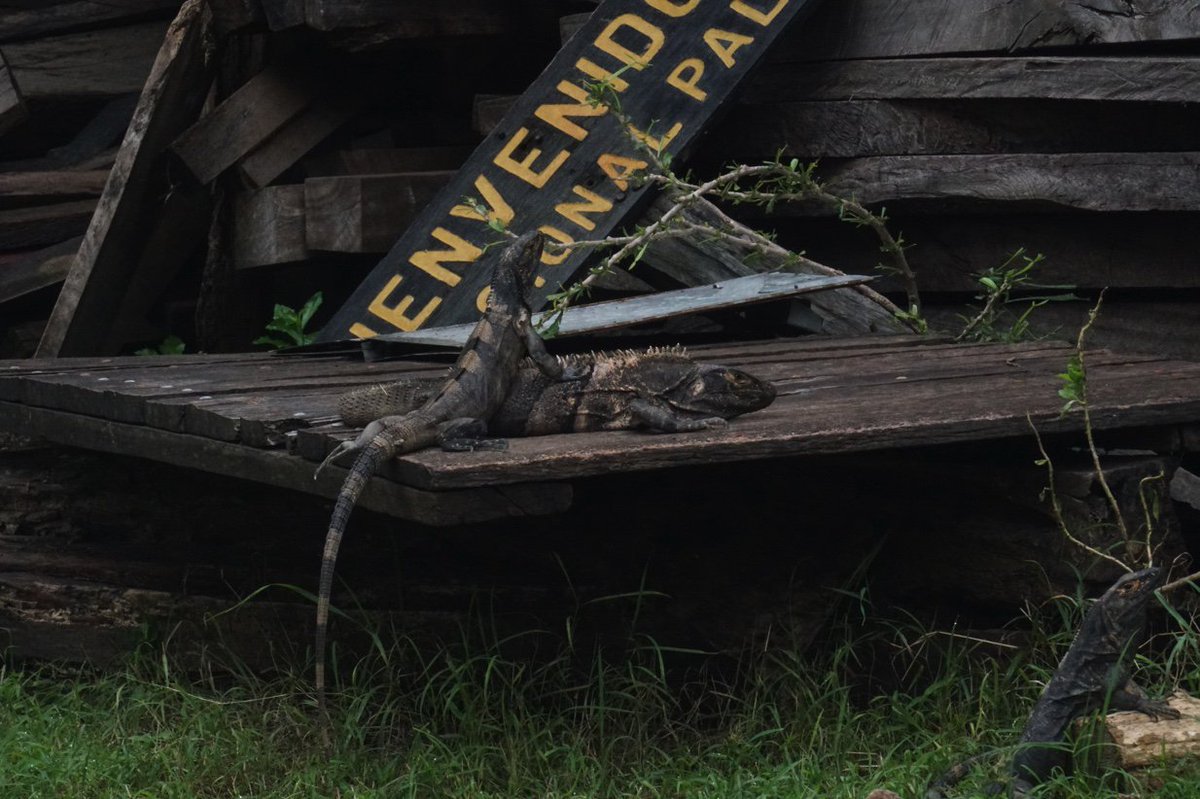 IgToastChronica's tweet image. Welcoming committee for #PVNP snoozing on the job #DailySimilis #herpsci @ots_oet e