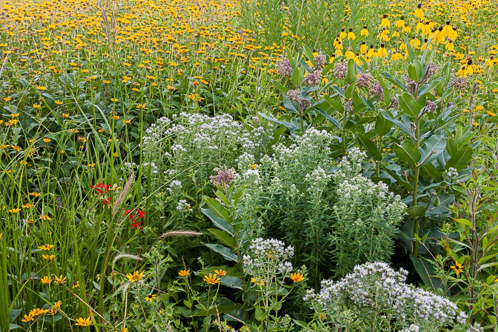 Some current blooms in @TritonCollege Prairie Garden. @GreenTriton #nativeplants #phenology