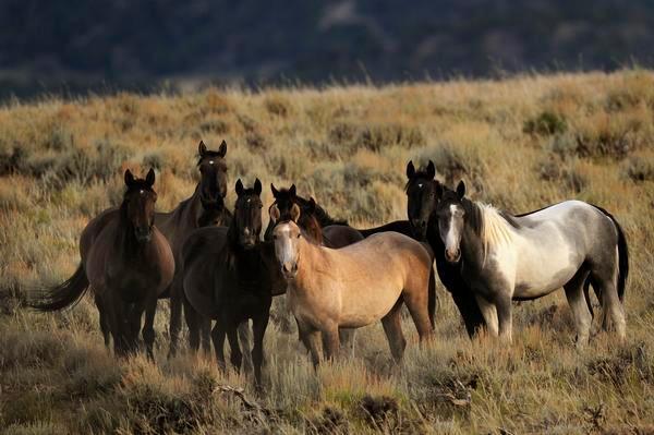 Congressional committee votes to allow destruction of wild horses &amp; burros
goo.gl/bkPScS
#INDIGENOUS #TAIRP