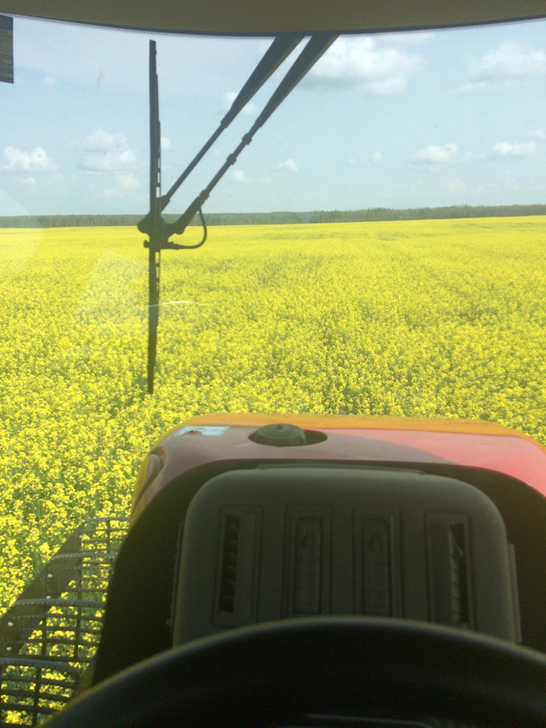 pkonstapel's tweet photo. #prolinetime has started at Konstapel farms! Canola looking pretty sweet. #spray17 https://t.co/2bCTSQhUBy