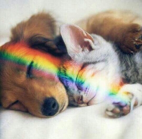 ProyectoFauri's tweet photo. Hermosos 🐶🐱 https://t.co/oLKqm6BruN