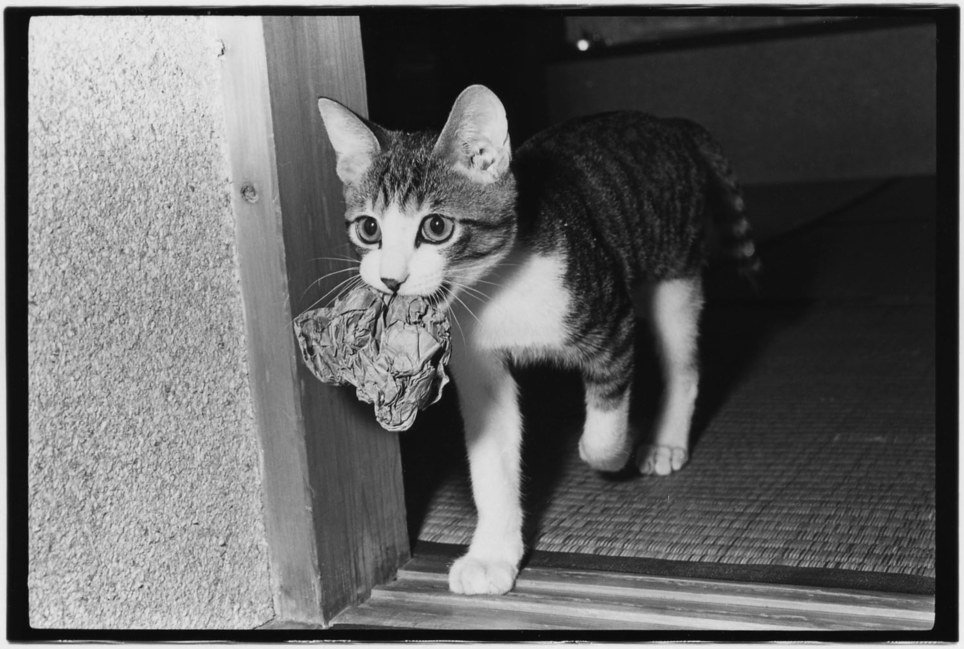 NewYorker's tweet photo. A cat named Sasuke Number Two, photographed by its doting owner: https://t.co/nYhX642B6R https://t.co/l19ToWZcKa