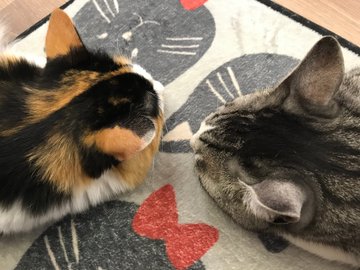 大宮の猫カフェでおすすめは 口コミ情報や利用料金も調査 2ページ目 Travelnote トラベルノート