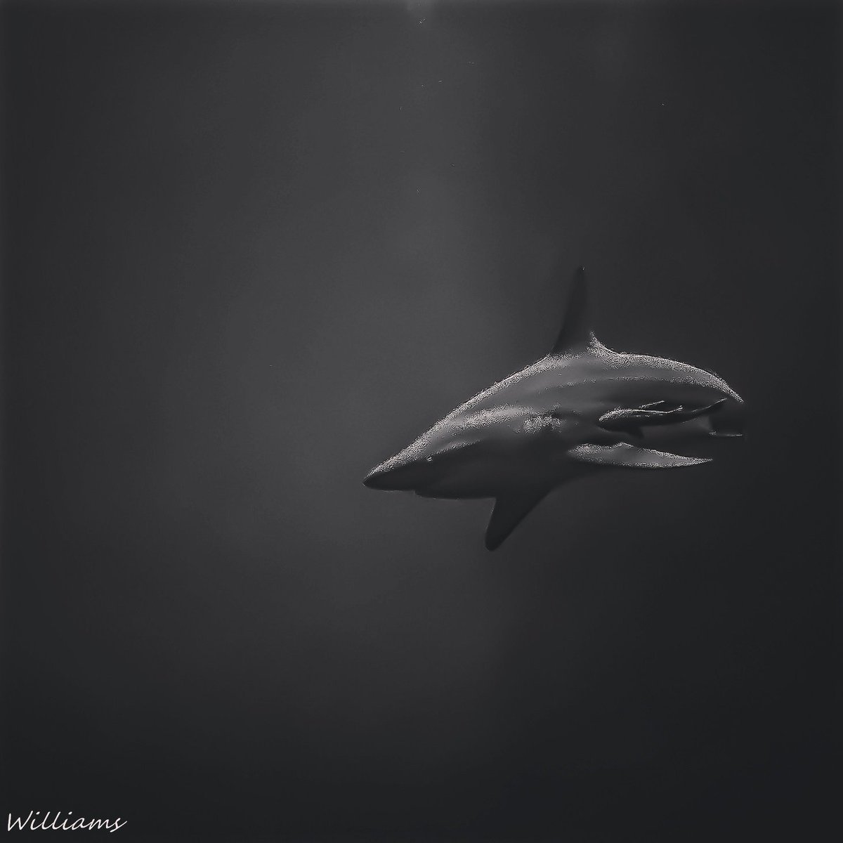 ToroTroy's tweet photo. #sharks #overprocessed #findyourouterknown #scubadiving #stokedvisionary #lifeaquatic #underwaterphotography https://t.co/6emHRh0L0y