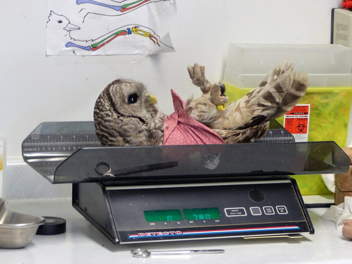 OWLRehab's tweet image. #BarredOwl back in the wild after recovery from #windowstrike #owlrehab Thanks to volunteer Judy W. for the photos
