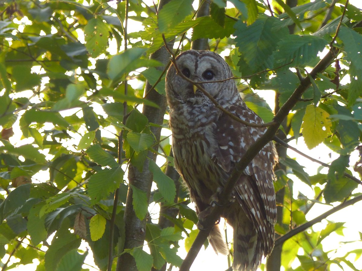 OWLRehab's tweet image. #BarredOwl back in the wild after recovery from #windowstrike #owlrehab Thanks to volunteer Judy W. for the photos