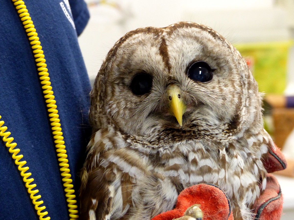OWLRehab's tweet image. #BarredOwl back in the wild after recovery from #windowstrike #owlrehab Thanks to volunteer Judy W. for the photos