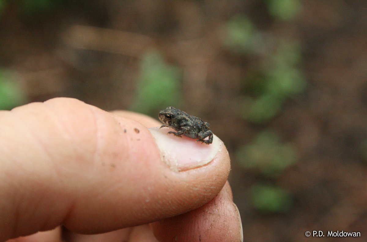 environmentca's tweet photo. Check out this #ToadallyCool &amp; toadally tiny American Toad! Be careful and don’t forget to #DoTheDecon! https://t.co/nhCHYB4D4I https://t.co/qHhjKMY44E