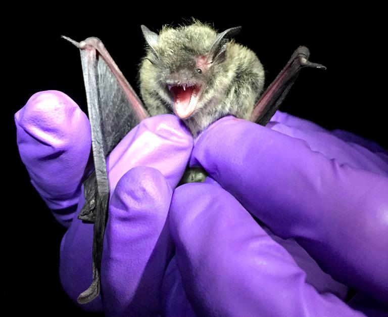 Little Brown Bats, Once Common, Still Struggling After 10 Years Of Disease bit.ly/2gOgYDo https://t.co/1uomCBa28N