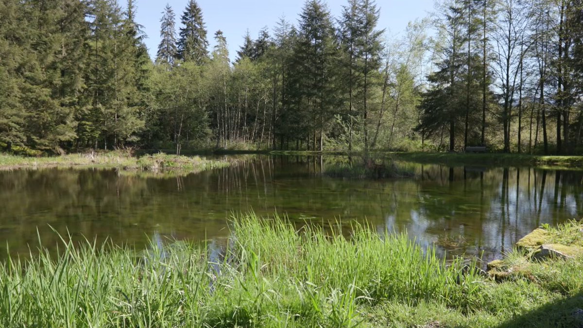 MetroVancouver's tweet photo. There's no public access to #WidgeonMarsh Regional Park Reserve, but we're developing a park plan to change that: https://t.co/7i63csmlAe https://t.co/o7DyQyzz0G