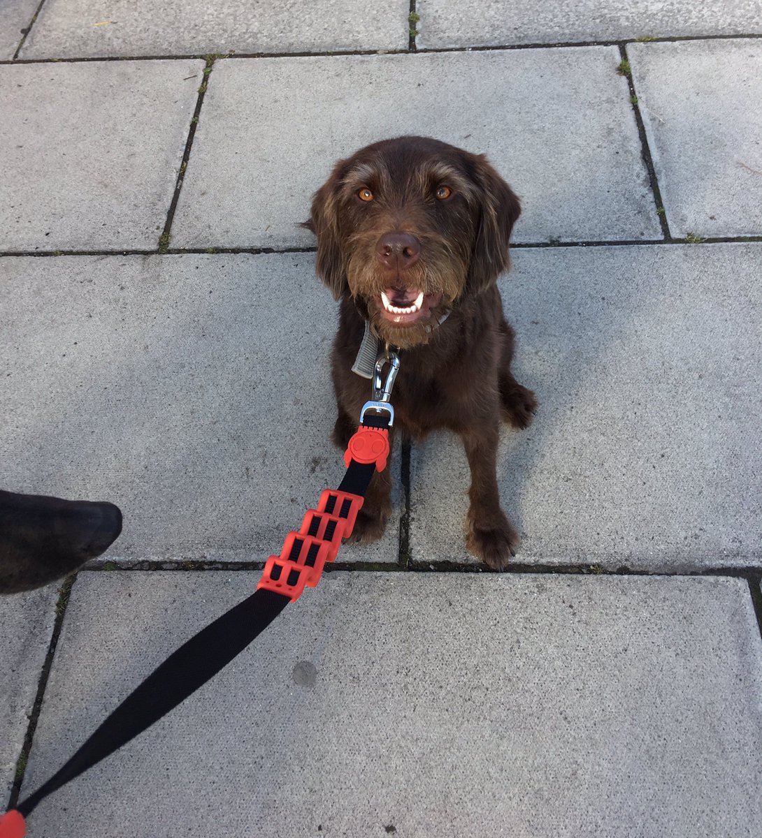 MrsELangan's tweet photo. Ray and Luna (the snoot - bottom left) loved meeting all Y6 @robwilkprimary off the Hawkhirst coaches #dogs #residential #classof2017 https://t.co/heywe3o4HA