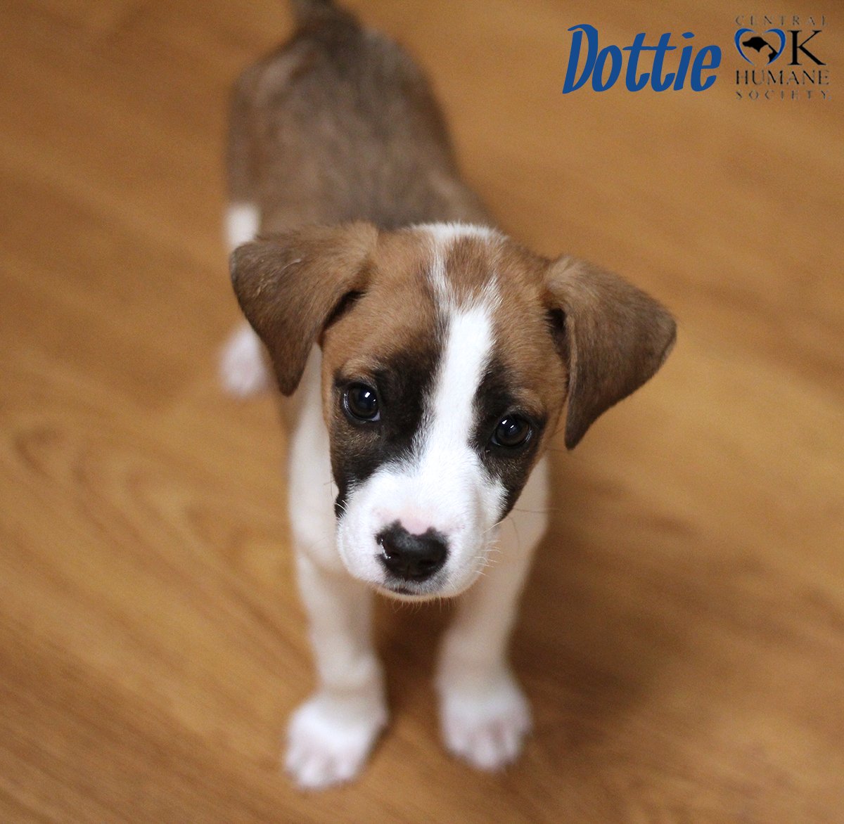 MuttsAmazingHotDogs (mutts_hot_dogs) Twitter