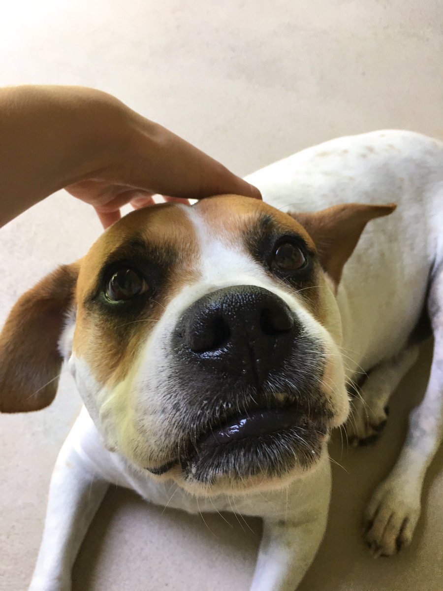 MaisonBenitez's tweet image. &quot;You&apos;re beautiful&quot; can literally make anyone smile. #evendogs