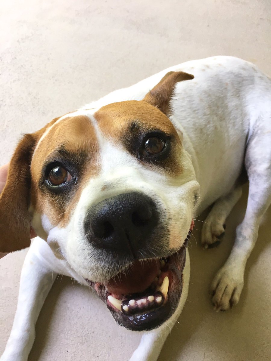 MaisonBenitez's tweet image. &quot;You&apos;re beautiful&quot; can literally make anyone smile. #evendogs