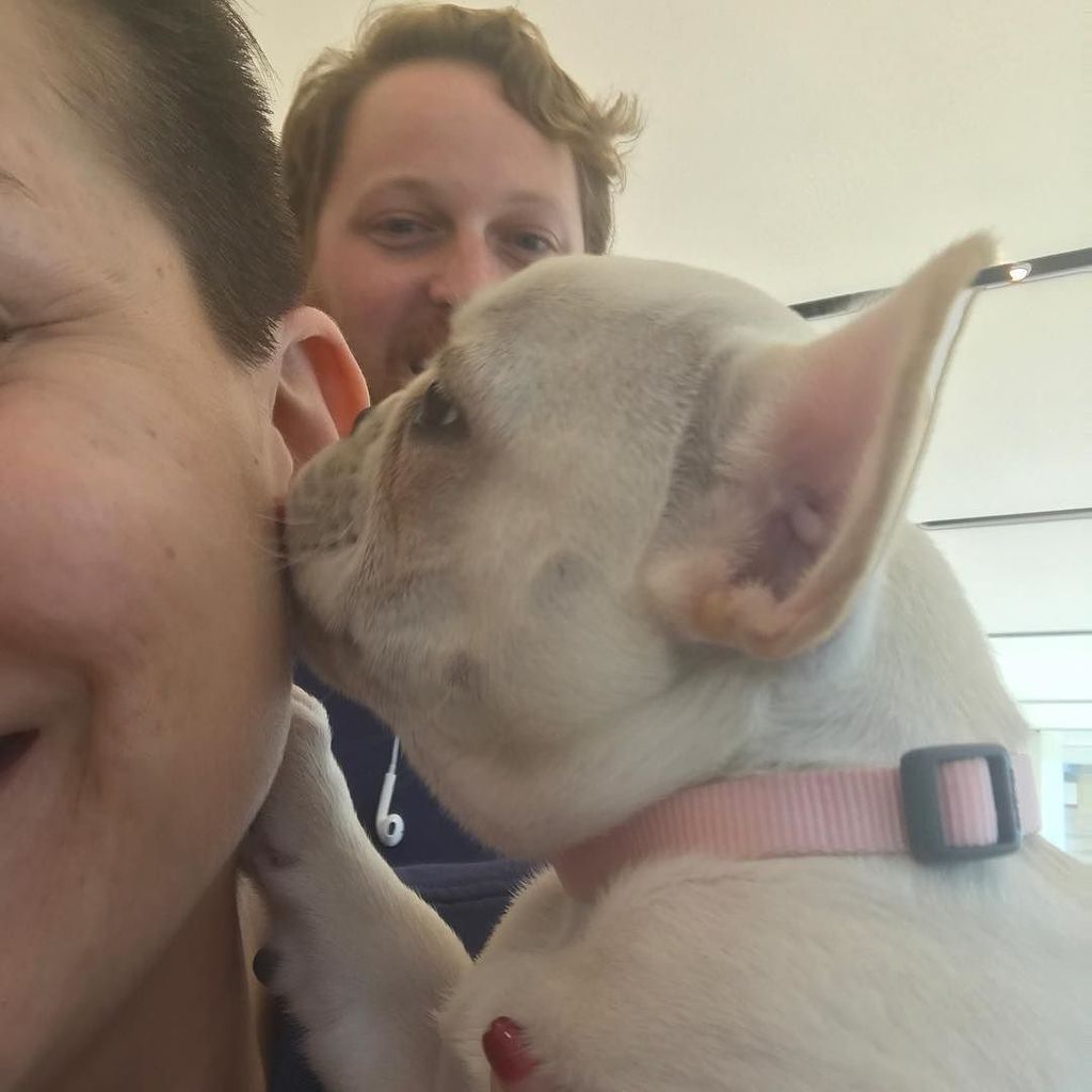 TashaFrancois's tweet photo. #todayimet a frenchie named Gigi. @bryanalan https://t.co/DdPAgTTAqv https://t.co/Efw8NpHt9Y