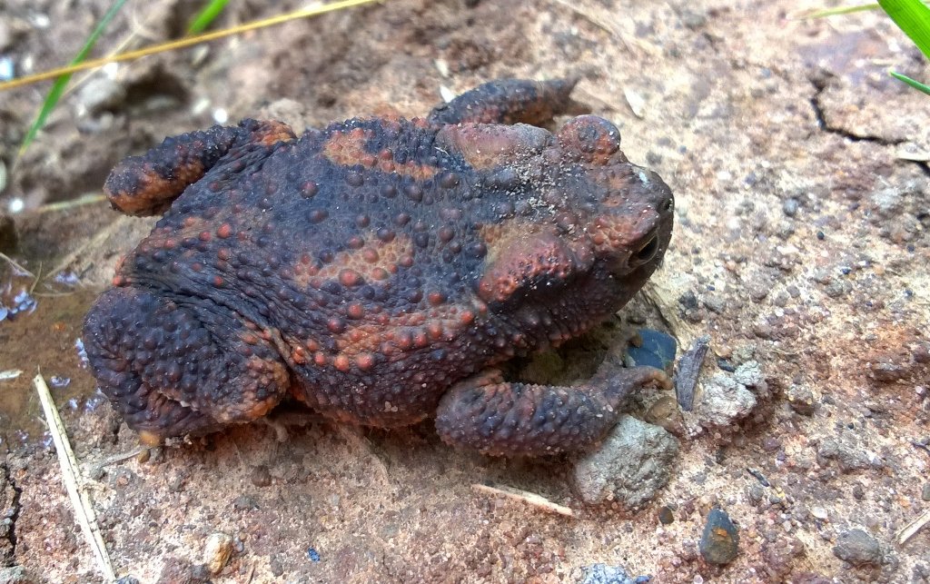CE_Pea's tweet photo. Found a toad with unusual markings whilst removing TAF today #PAASvy https://t.co/fqOWVEpRqe