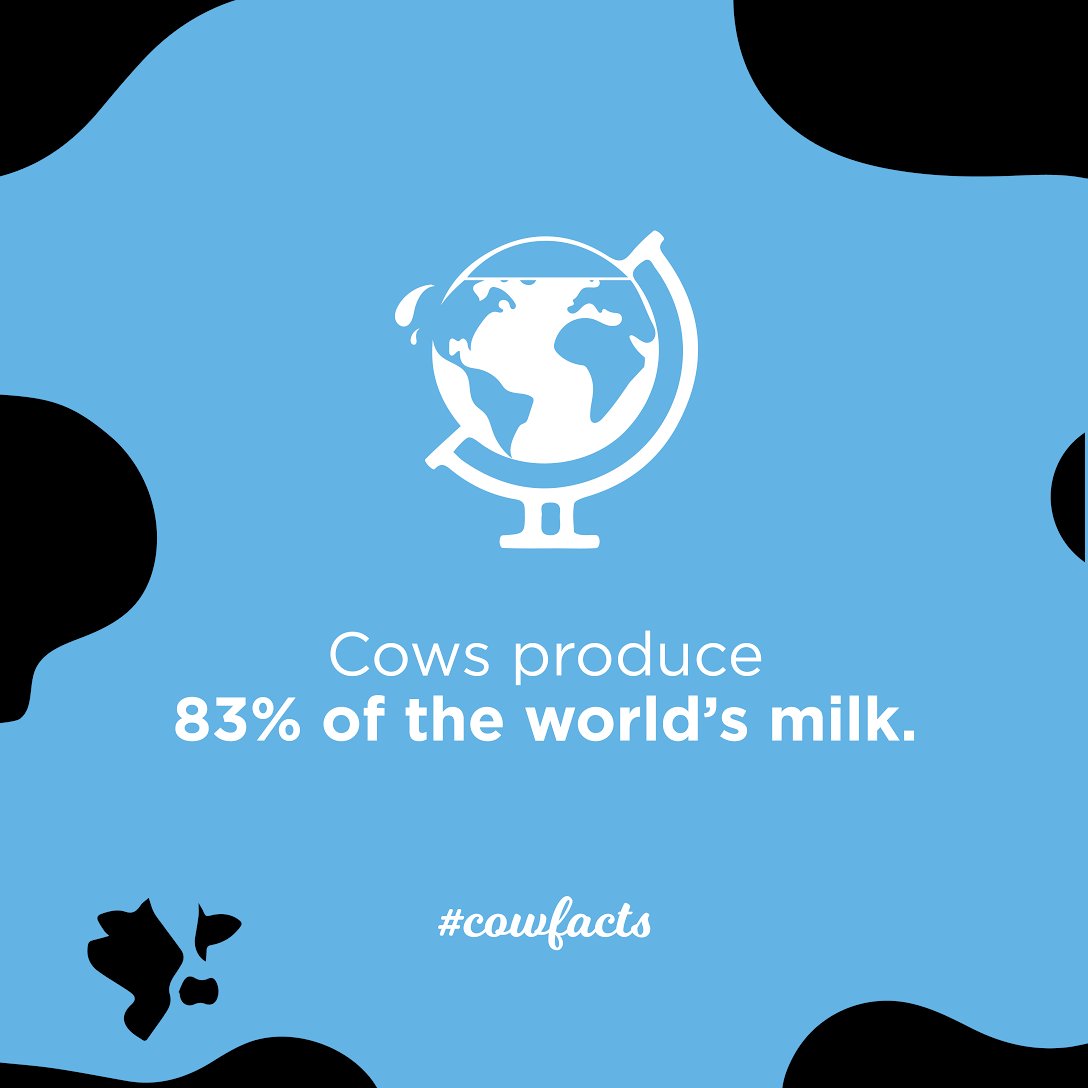 #didyouknow Cows produce almost all milk in developed countries; the developing world relies on buffaloes, goats, sheep and camels. #cowfact