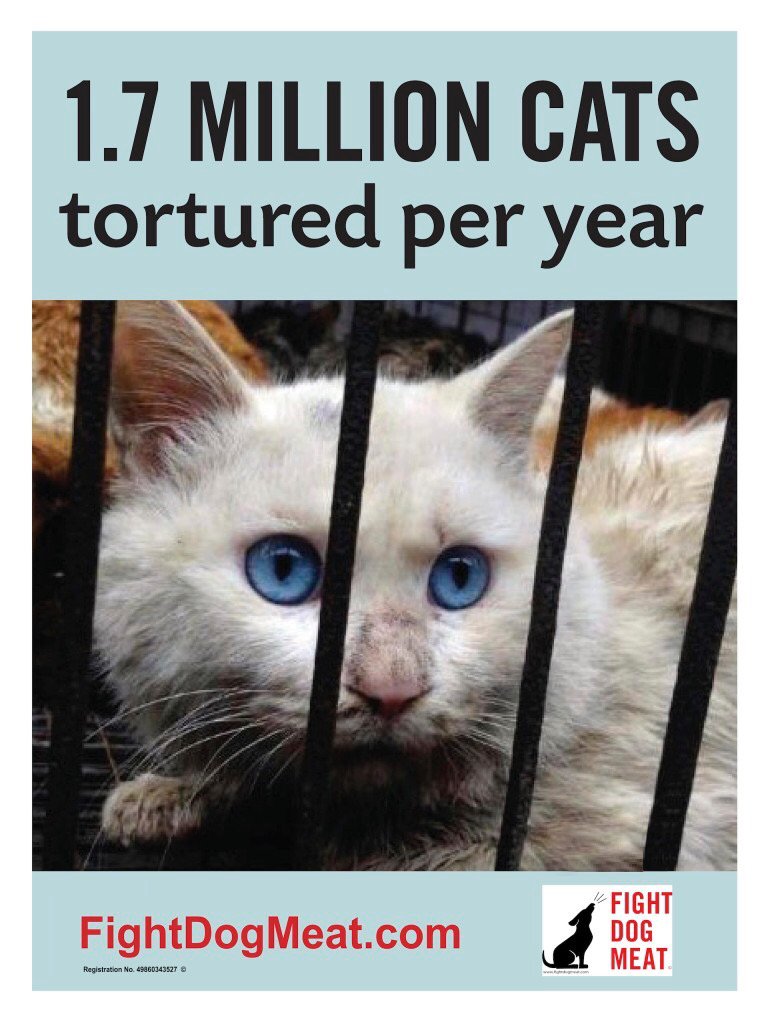 Peanutnoir04's tweet photo. #EndDogCatMeatTrade #FightCatMeat #Boknal #Yulin #StopBoknal #StopYulin #BoycottKorea #BoycottChina https://t.co/bC6vR0hWdp