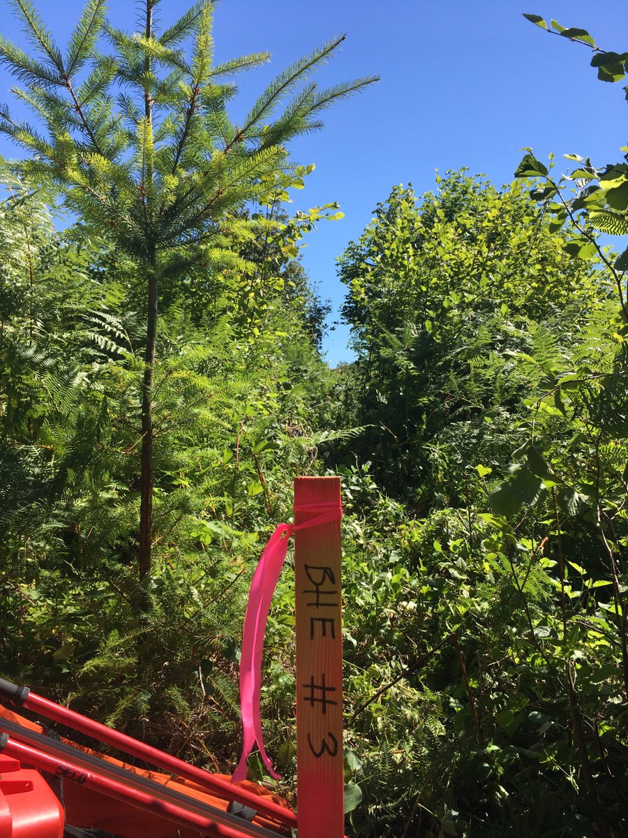 bhegroup's tweet photo. Beautiful day for a survey in Marcola yesterday. #landsurveying #surveyor #idratherbeoutside https://t.co/9UNfpwOieh